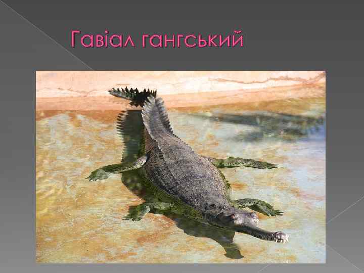 Гавіал гангський 
