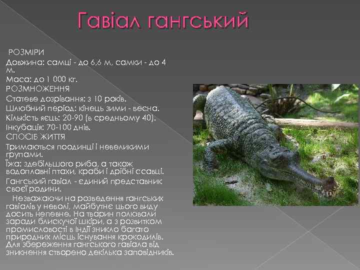 Гавіал гангський РОЗМІРИ Довжина: самці - до 6, 6 м, самки - до 4