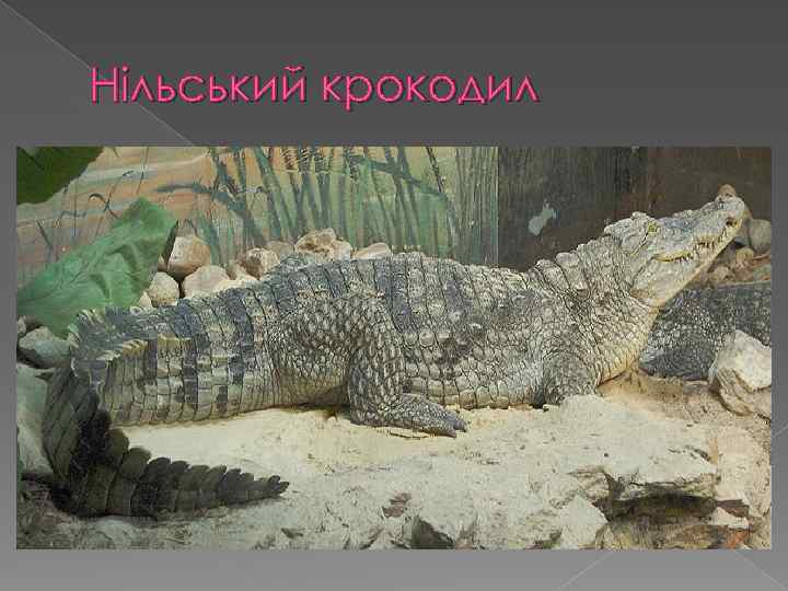 Нільський крокодил 