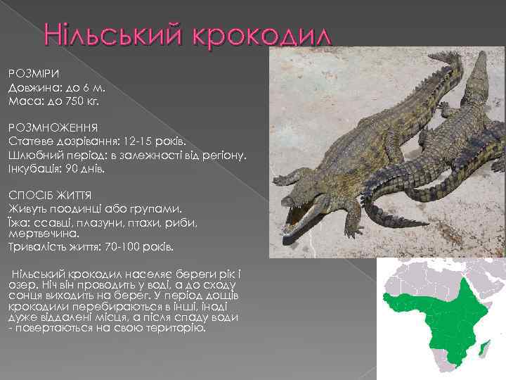 Нільський крокодил РОЗМІРИ Довжина: до 6 м. Маса: до 750 кг. РОЗМНОЖЕННЯ Статеве дозрівання: