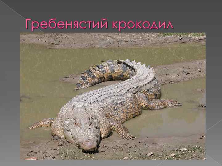 Гребенястий крокодил 