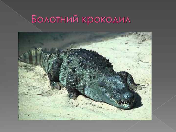 Болотний крокодил 