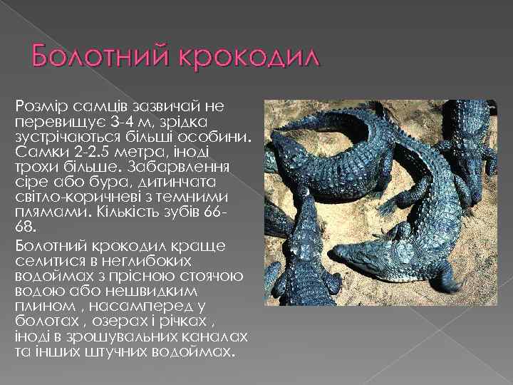 Болотний крокодил Розмір самців зазвичай не перевищує 3 -4 м, зрідка зустрічаються більші особини.