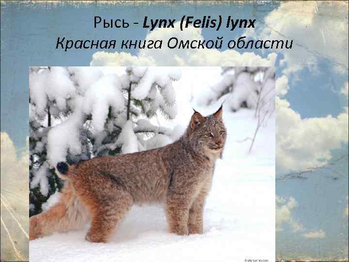 Рысь - Lynx (Felis) lynx Красная книга Омской области 