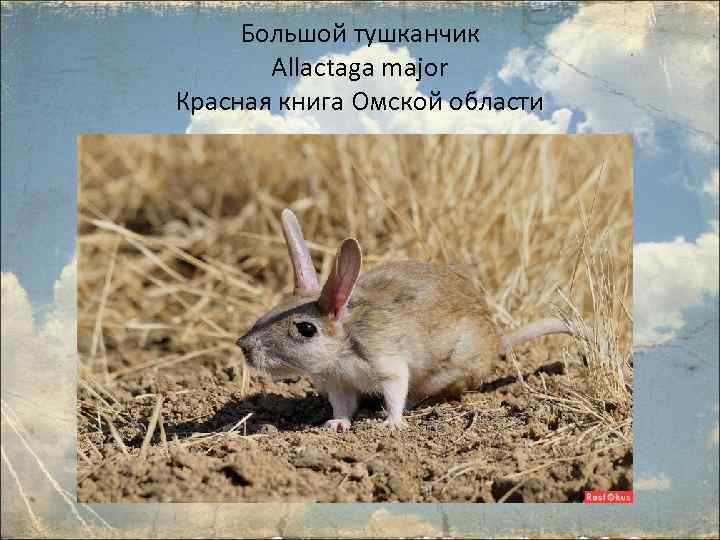 Животные омской области фото и описание