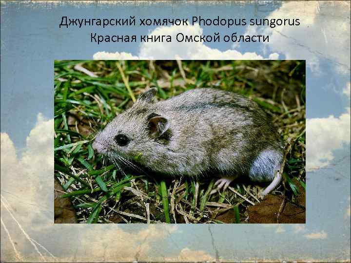 Животные омской области фото и описание