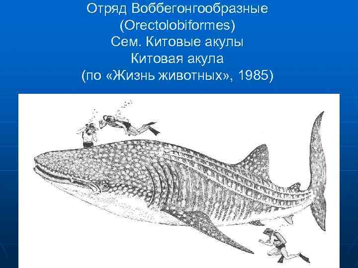 Отряд Воббегонгообразные (Orectolobiformes) Сем. Китовые акулы Китовая акула (по «Жизнь животных» , 1985) 
