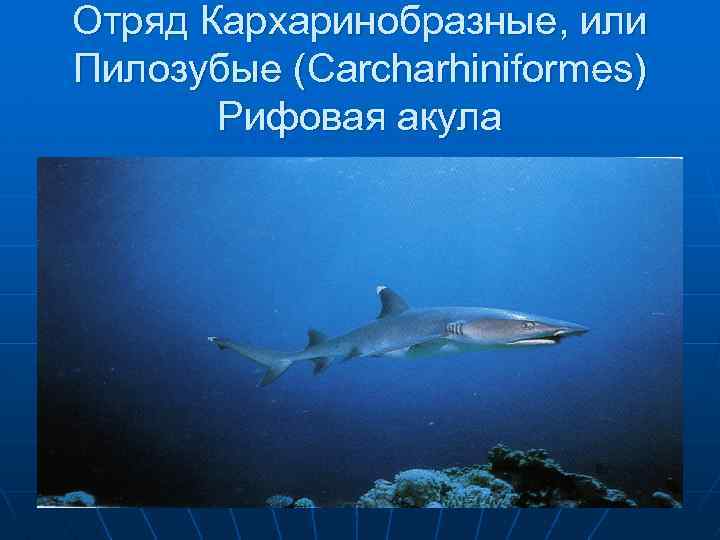 Отряд Кархаринобразные, или Пилозубые (Carcharhiniformes) Рифовая акула 