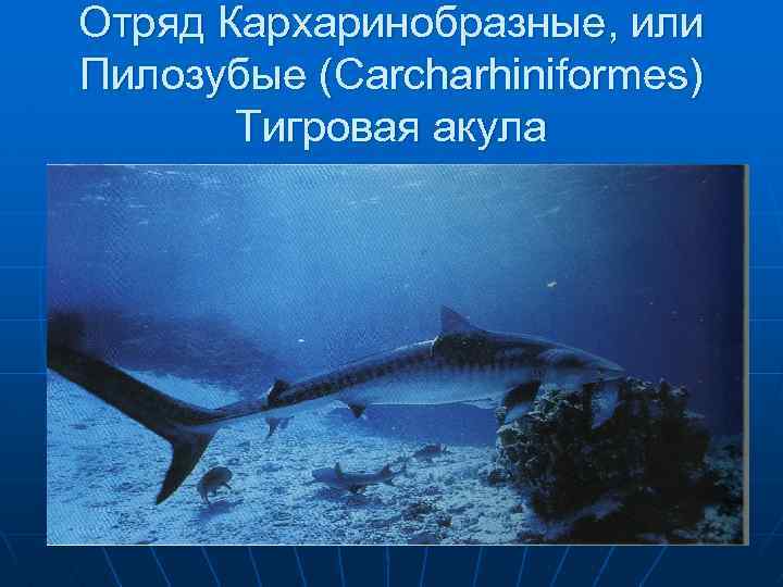 Отряд Кархаринобразные, или Пилозубые (Carcharhiniformes) Тигровая акула 