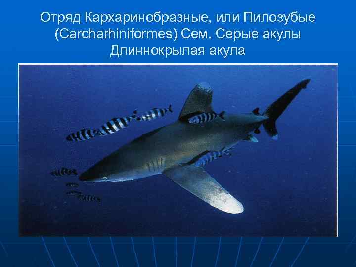 Отряд Кархаринобразные, или Пилозубые (Carcharhiniformes) Сем. Серые акулы Длиннокрылая акула 