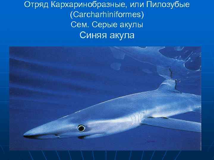 Отряд Кархаринобразные, или Пилозубые (Carcharhiniformes) Сем. Серые акулы Синяя акула 