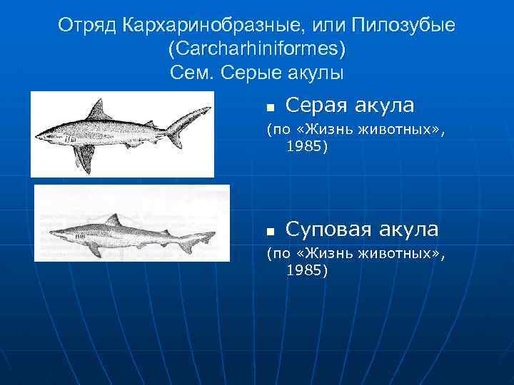 Отряд Кархаринобразные, или Пилозубые (Carcharhiniformes) Сем. Серые акулы n Серая акула (по «Жизнь животных»