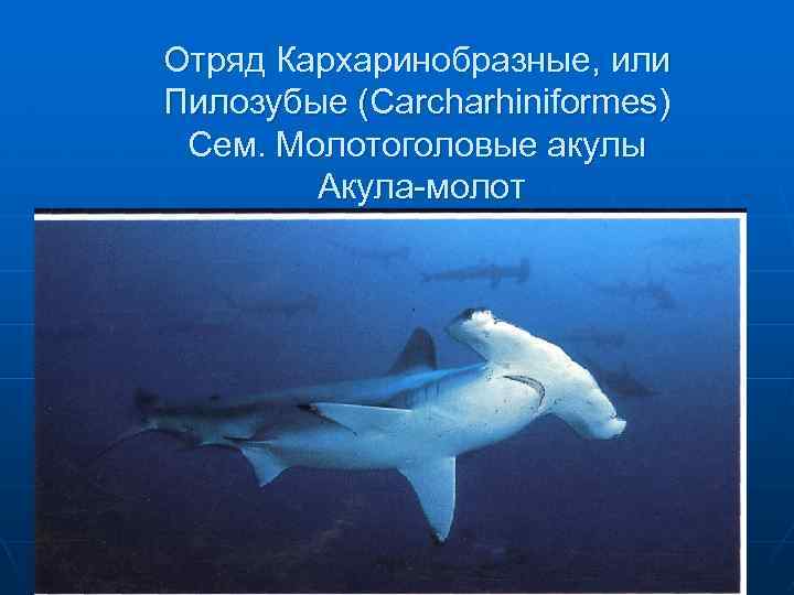 Отряд Кархаринобразные, или Пилозубые (Carcharhiniformes) Сем. Молотоголовые акулы Акула-молот 