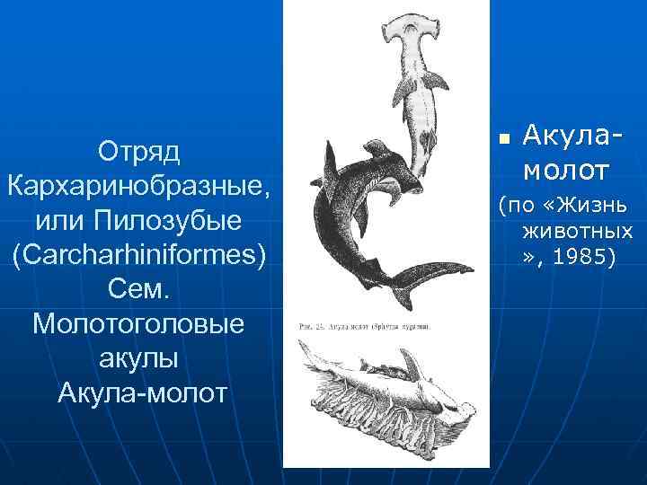 Отряд Кархаринобразные, или Пилозубые (Carcharhiniformes) Сем. Молотоголовые акулы Акула-молот n Акуламолот (по «Жизнь животных