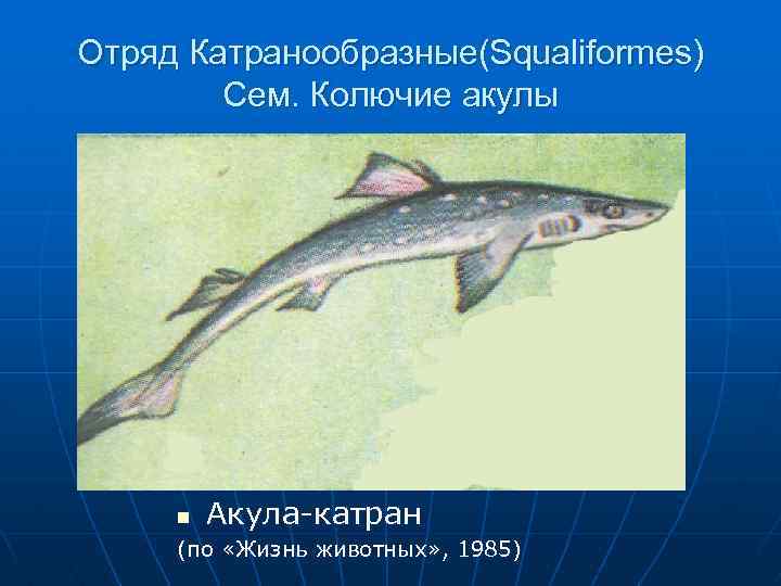 Отряд Катранообразные(Squaliformes) Сем. Колючие акулы n Акула-катран (по «Жизнь животных» , 1985) 