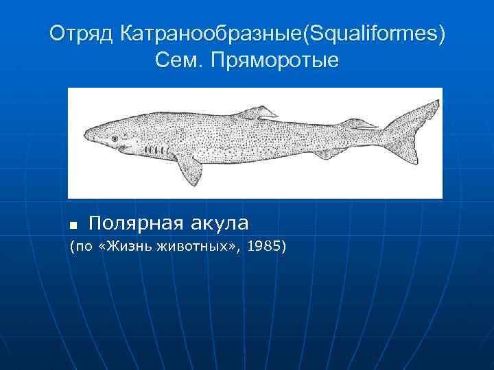 Отряд Катранообразные(Squaliformes) Сем. Пряморотые n Полярная акула (по «Жизнь животных» , 1985) 