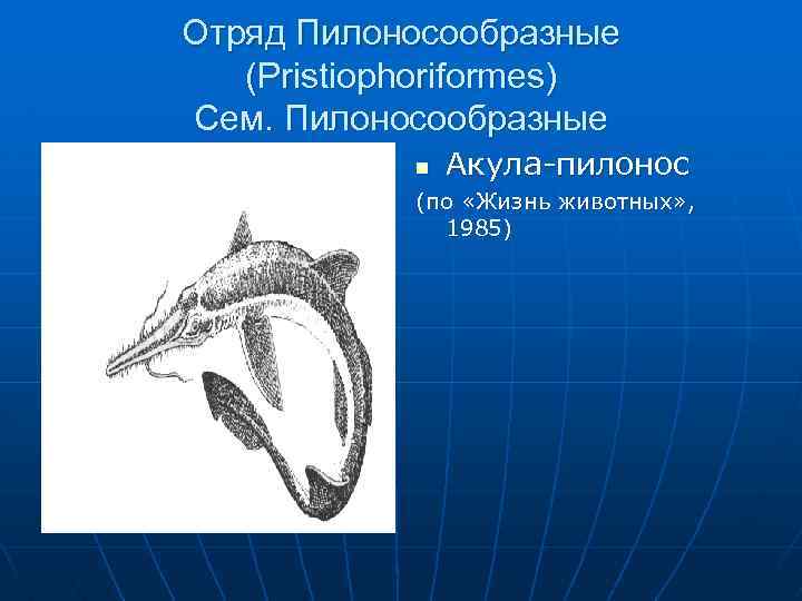 Отряд Пилоносообразные (Pristiophoriformes) Сем. Пилоносообразные n Акула-пилонос (по «Жизнь животных» , 1985) 