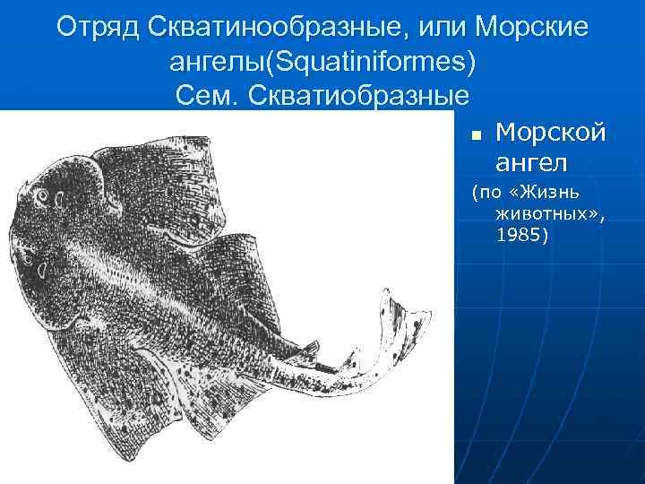 Отряд Скватинообразные, или Морские ангелы(Squatiniformes) Сем. Скватиобразные n Морской ангел (по «Жизнь животных» ,