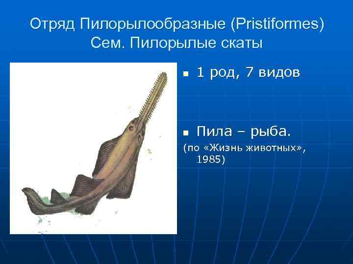 Отряд Пилорылообразные (Pristiformes) Сем. Пилорылые скаты n 1 род, 7 видов n Пила –