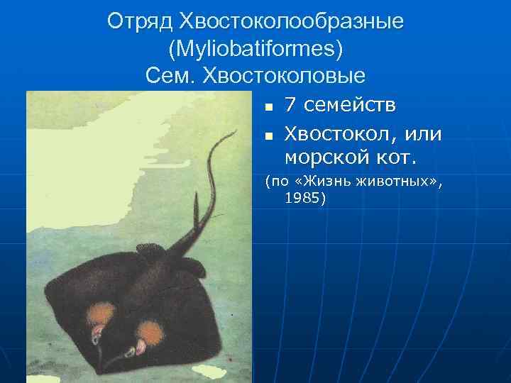 Отряд Хвостоколообразные (Myliobatiformes) Сем. Хвостоколовые n n 7 семейств Хвостокол, или морской кот. (по