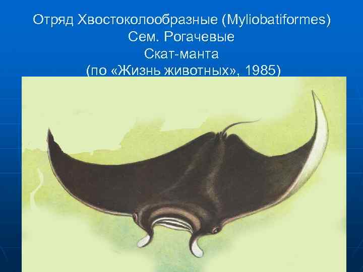 Отряд Хвостоколообразные (Myliobatiformes) Сем. Рогачевые Скат-манта (по «Жизнь животных» , 1985) 