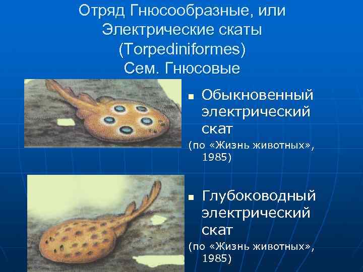 Отряд Гнюсообразные, или Электрические скаты (Torpediniformes) Сем. Гнюсовые n Обыкновенный электрический скат (по «Жизнь