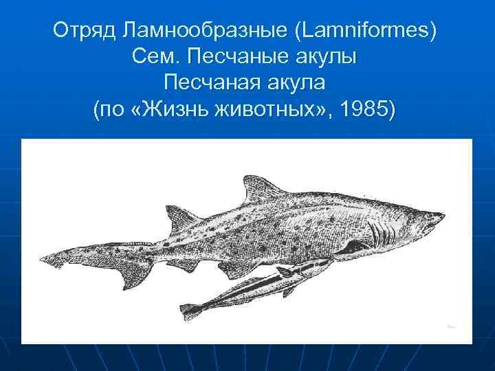 Отряд Ламнообразные (Lamniformes) Сем. Песчаные акулы Песчаная акула (по «Жизнь животных» , 1985) 