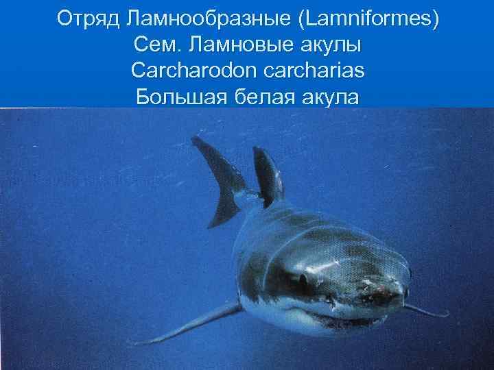 Отряд Ламнообразные (Lamniformes) Сем. Ламновые акулы Carcharodon carcharias Большая белая акула 