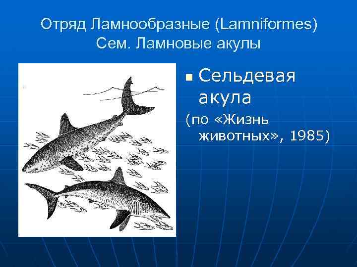 Отряд Ламнообразные (Lamniformes) Сем. Ламновые акулы n Сельдевая акула (по «Жизнь животных» , 1985)