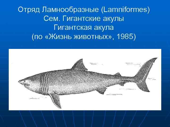 Отряд Ламнообразные (Lamniformes) Сем. Гигантские акулы Гигантская акула (по «Жизнь животных» , 1985) 
