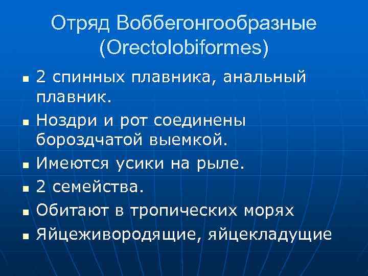 Отряд Воббегонгообразные (Orectolobiformes) n n n 2 спинных плавника, анальный плавник. Ноздри и рот