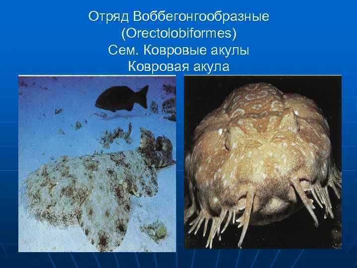 Отряд Воббегонгообразные (Orectolobiformes) Сем. Ковровые акулы Ковровая акула 