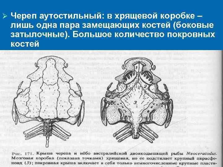 Ø Череп аутостильный: в хрящевой коробке – лишь одна пара замещающих костей (боковые затылочные).