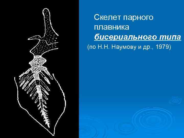 Скелет парного плавника бисериального типа (по Н. Н. Наумову и др. , 1979) 