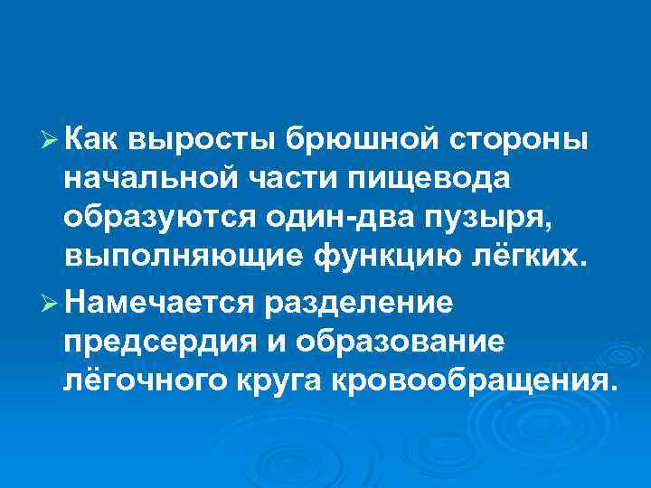 Ø Как выросты брюшной стороны начальной части пищевода образуются один-два пузыря, выполняющие функцию лёгких.