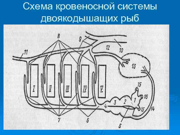 Схема кровеносной системы двоякодышащих рыб 