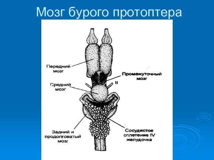 Мозг бурого протоптера 