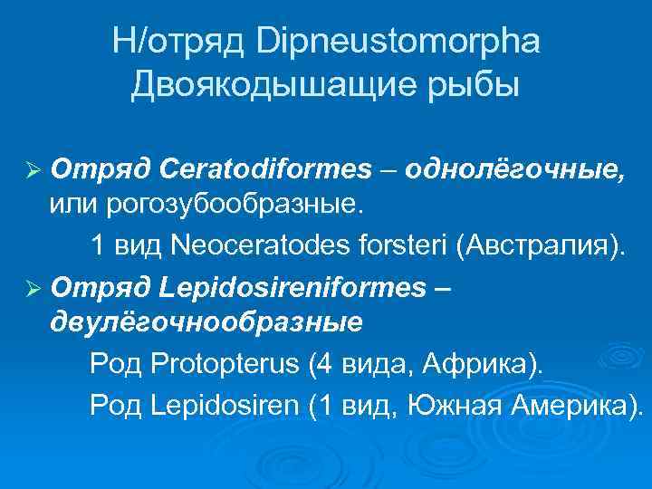 Н/отряд Dipneustomorpha Двоякодышащие рыбы Ø Отряд Ceratodiformes – однолёгочные, или рогозубообразные. 1 вид Neoceratodes