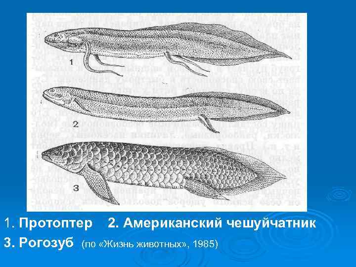 1. Протоптер 2. Американский чешуйчатник 3. Рогозуб (по «Жизнь животных» , 1985) 