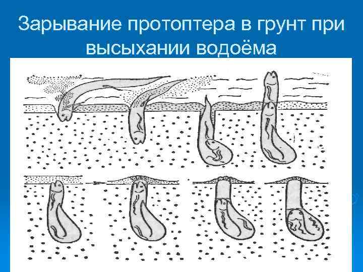 Зарывание протоптера в грунт при высыхании водоёма 