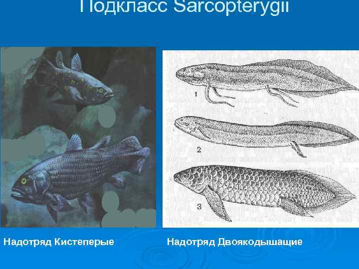 Подкласс Sarcopterygii Надотряд Кистеперые Надотряд Двоякодышащие 