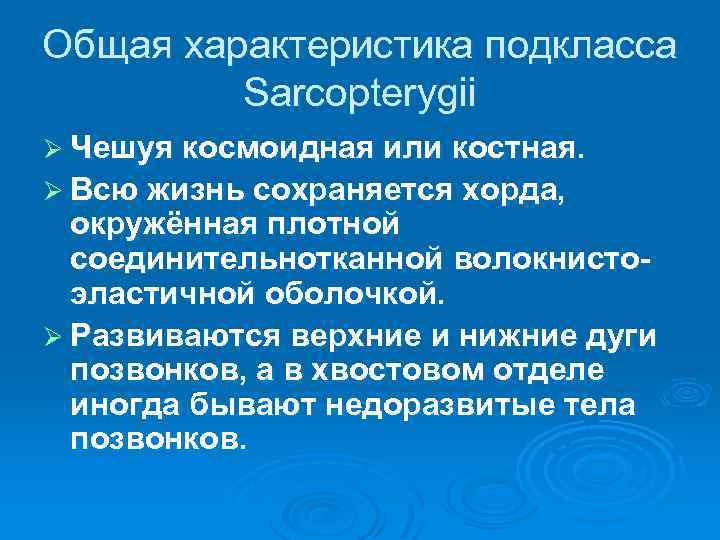 Общая характеристика подкласса Sarcopterygii Ø Чешуя космоидная или костная. Ø Всю жизнь сохраняется хорда,