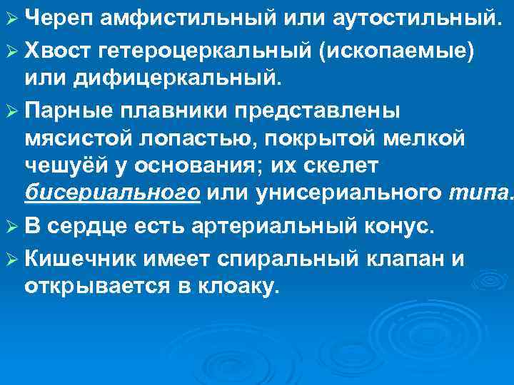 Ø Череп амфистильный или аутостильный. Ø Хвост гетероцеркальный (ископаемые) или дифицеркальный. Ø Парные плавники