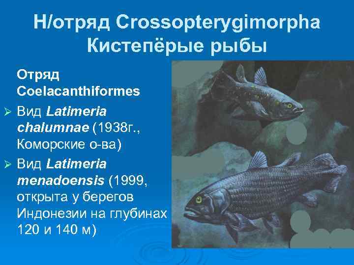 Н/отряд Crossopterygimorpha Кистепёрые рыбы Отряд Coelacanthiformes Ø Вид Latimeria chalumnae (1938 г. , Коморские