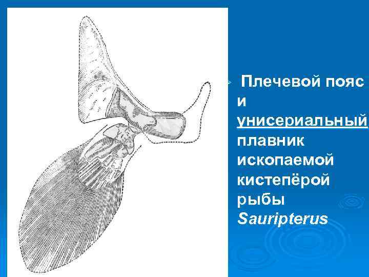 Ø Плечевой пояс и унисериальный плавник ископаемой кистепёрой рыбы Sauripterus 