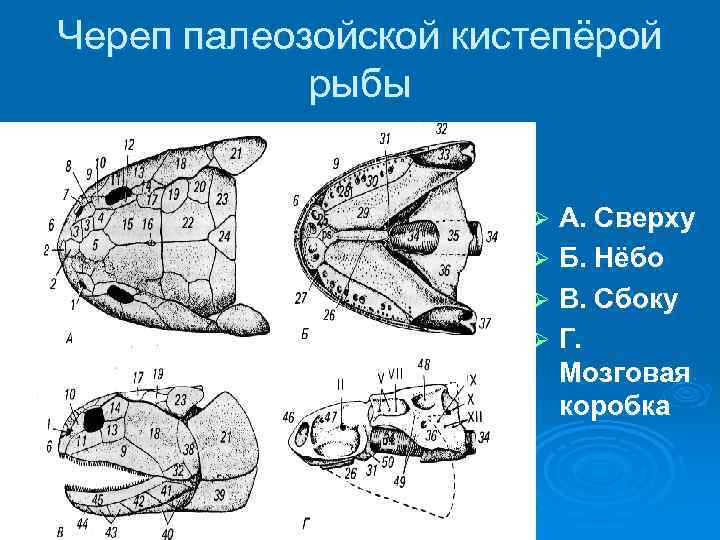 Череп палеозойской кистепёрой рыбы А. Сверху Ø Б. Нёбо Ø В. Сбоку Ø Г.