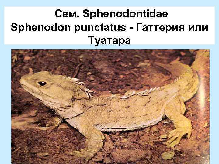 Сем. Sphenodontidae Sphenodon punctatus - Гаттерия или Туатара 