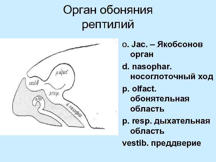 Орган обоняния рептилий o. Jac. – Якобсонов орган d. nasophar. носоглоточный ход p. olfact.