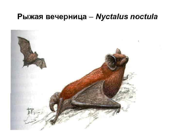 Рыжая вечерница – Nyctalus noctula 