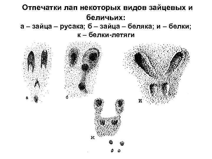 Рассмотрите рисунок на котором изображены зайцы беляки